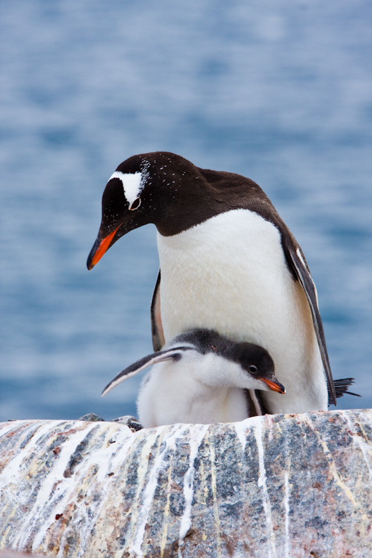 Gentoo Penguin And Chick